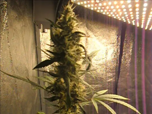 Kundenfoto zu Mango Smile Autoflower Cannabis Samen – 3 Stück