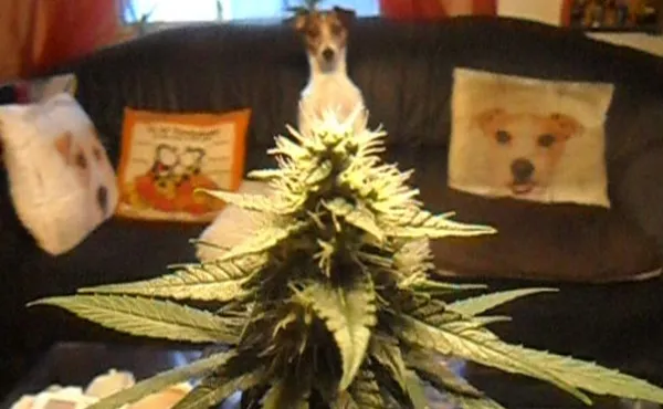 Kundenfoto zu White Russian Autoflower Cannabissamen – 3 Stück