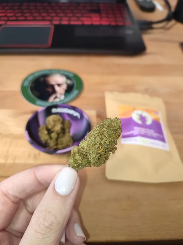 Kundenfoto zu Mango Kush CBD Blüten – 25 % CBD mit Integra Boost Pack