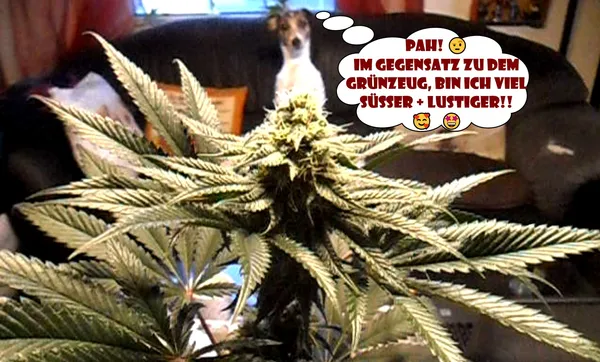 Kundenfoto zu Blueberry Bubba Fast Flowering Cannabissamen – 3 Stück