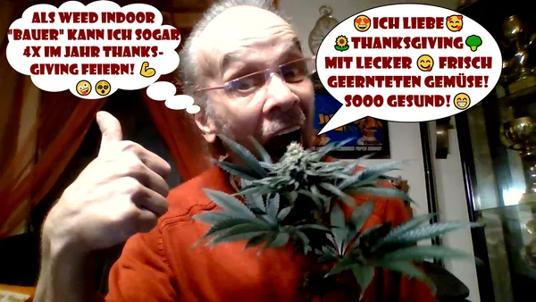 Kundenfoto zu Blueberry Bubba Fast Flowering Cannabissamen – 3 Stück