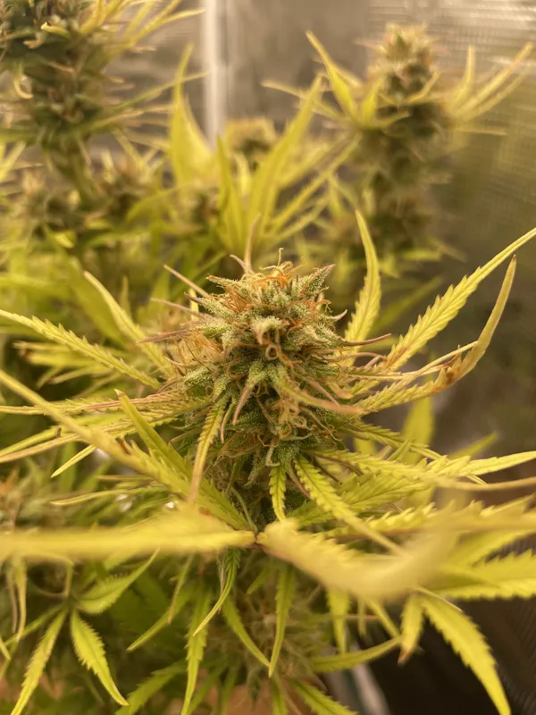 Kundenfoto zu Mango Smile Autoflower Cannabis Samen – 3 Stück