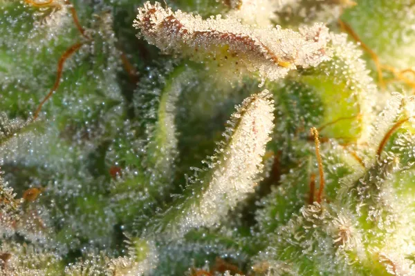 Kundenfoto zu White Widow Autoflower Cannabissamen – 3 Stück