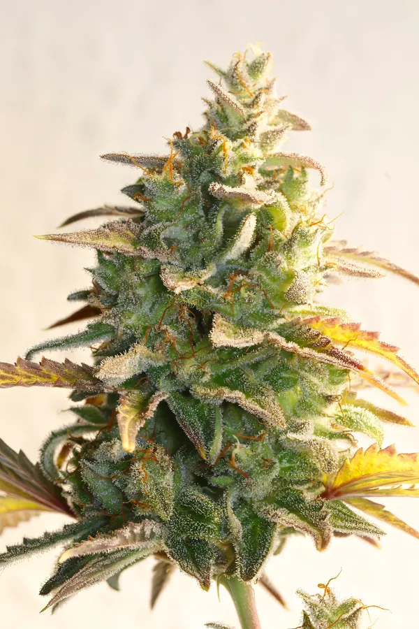 Kundenfoto zu White Widow Autoflower Cannabissamen – 3 Stück