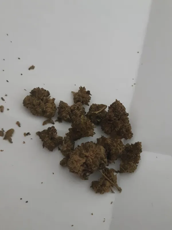 Kundenfoto zu Big Bud Autoflower Cannabissamen – 3 Stück