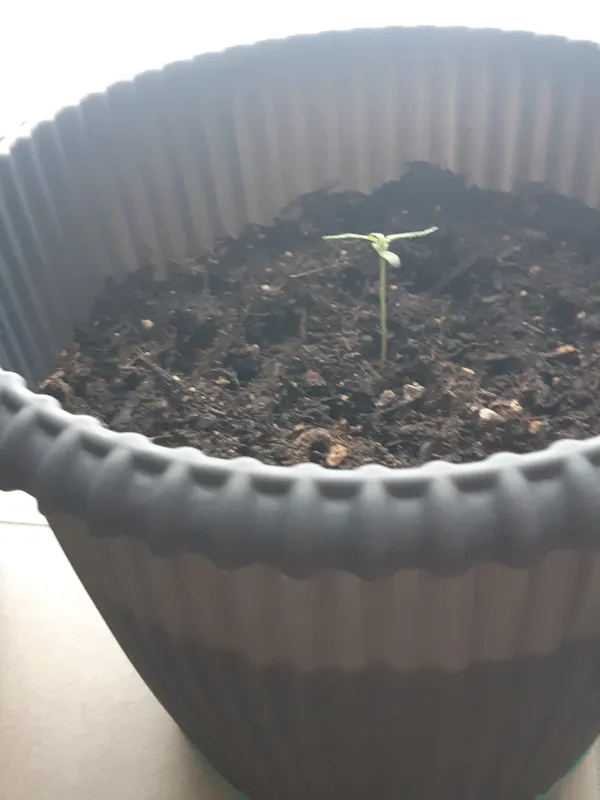 Kundenfoto zu Big Bud Autoflower Cannabissamen – 3 Stück