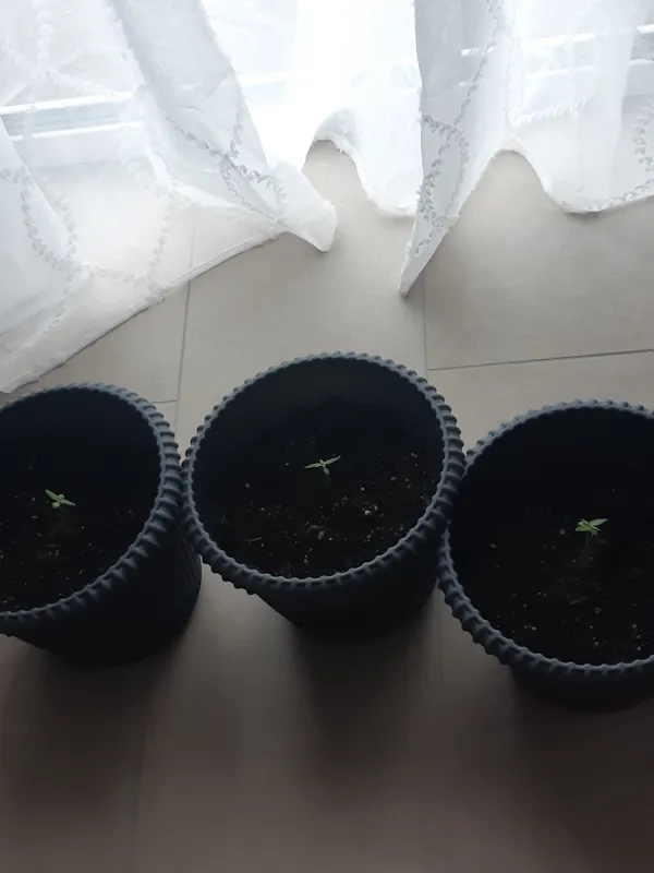 Kundenfoto zu Big Bud Autoflower Cannabissamen – 3 Stück