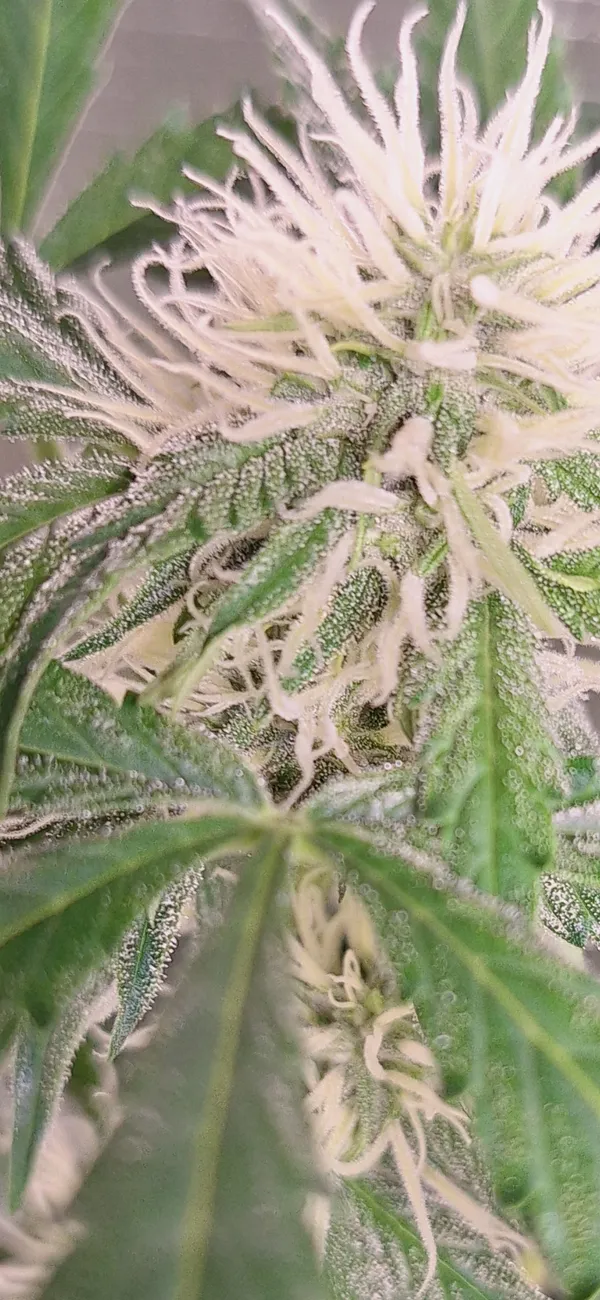 Kundenfoto zu Lemon Haze Autoflower Cannabissamen – 3 Stück