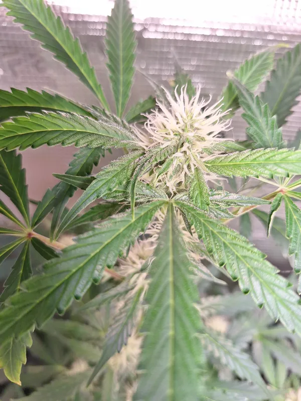 Kundenfoto zu Lemon Haze Autoflower Cannabissamen – 3 Stück
