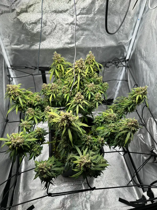 Kundenfoto zu Gorilla Glue Autoflower Cannabis-Samen – 3 Stück