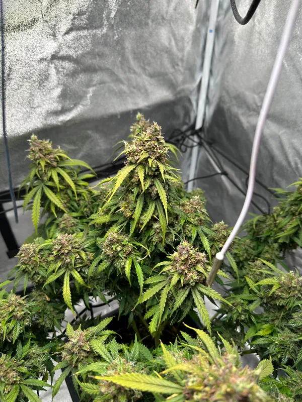 Kundenfoto zu Gorilla Glue Autoflower Cannabis-Samen – 3 Stück