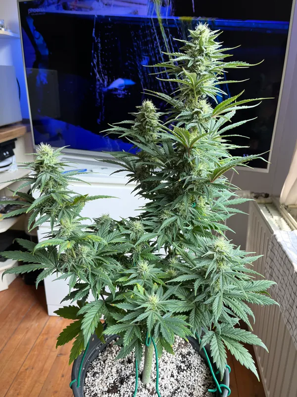 Kundenfoto zu Super Lemon Haze Autoflower Cannabissamen – 3 Stück