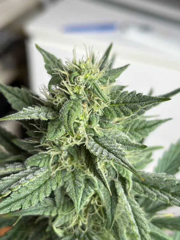 Kundenfoto zu Super Lemon Haze Autoflower Cannabissamen – 3 Stück