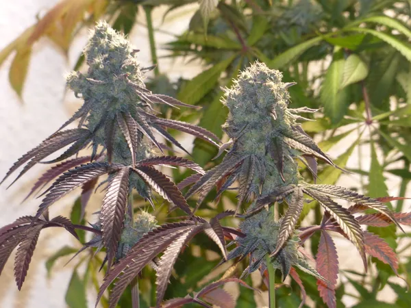 Kundenfoto zu Papaya Fast Flowering Cannabissamen – 3 Stück