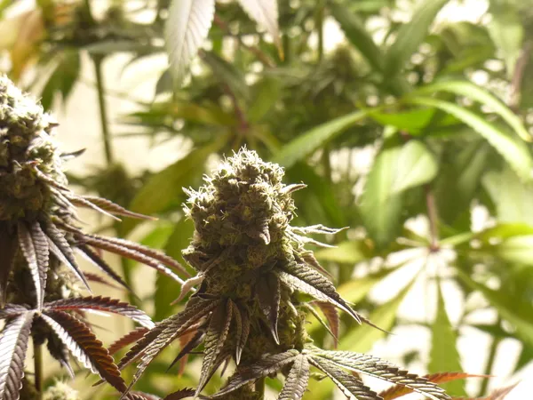 Kundenfoto zu Papaya Fast Flowering Cannabissamen – 3 Stück