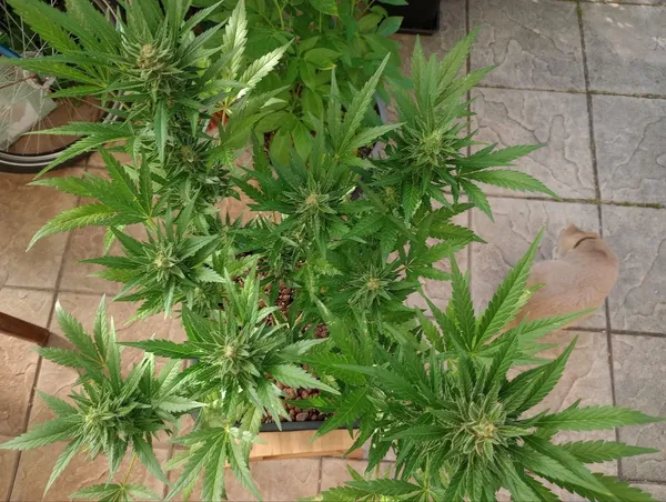 Kundenfoto zu Tropicana Cookies Autoflower Cannabis Samen – 3 Stück
