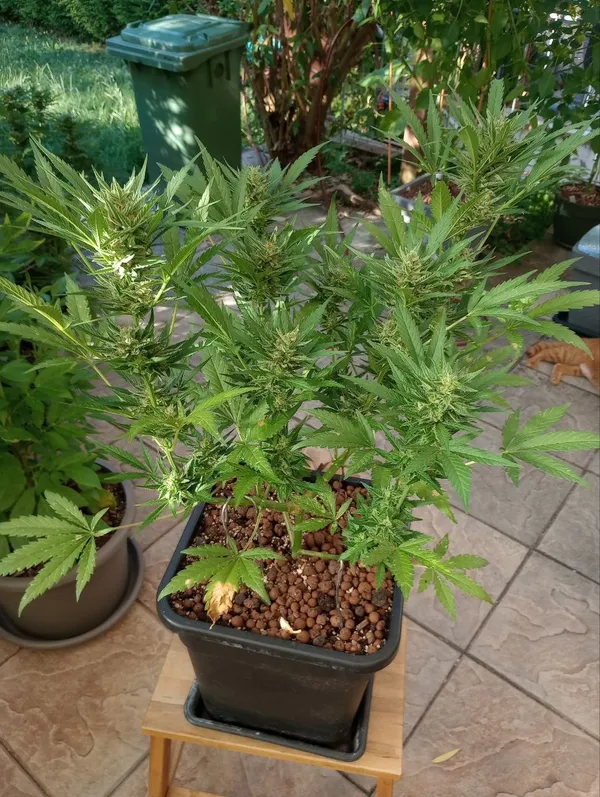 Kundenfoto zu Tropicana Cookies Autoflower Cannabis Samen – 3 Stück
