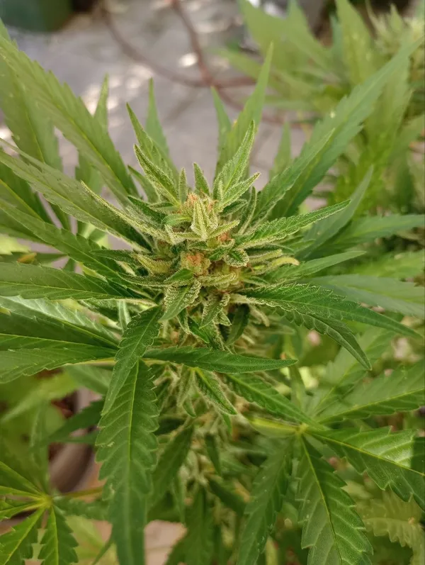 Kundenfoto zu Tropicana Cookies Autoflower Cannabis Samen – 3 Stück