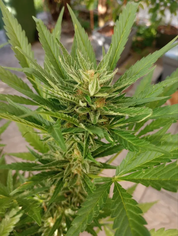 Kundenfoto zu Tropicana Cookies Autoflower Cannabis Samen – 3 Stück