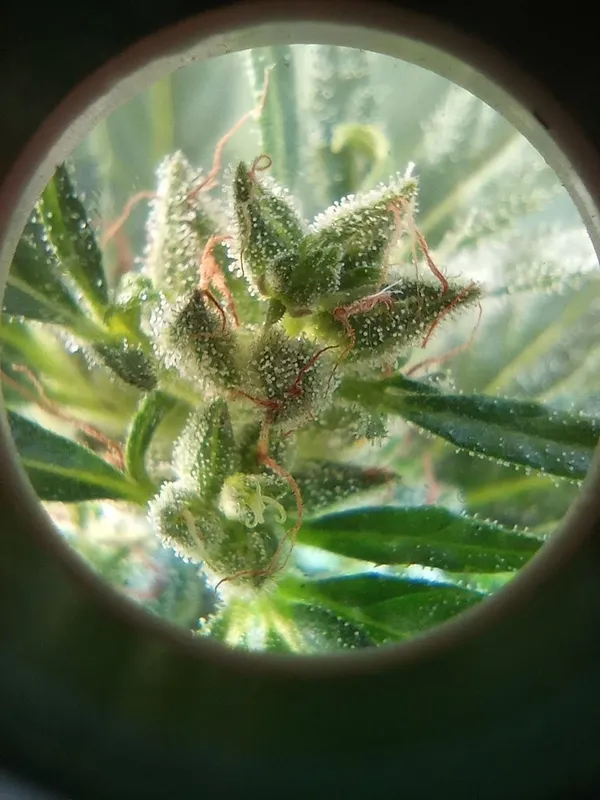 Kundenfoto zu Tropicana Cookies Autoflower Cannabis Samen – 3 Stück