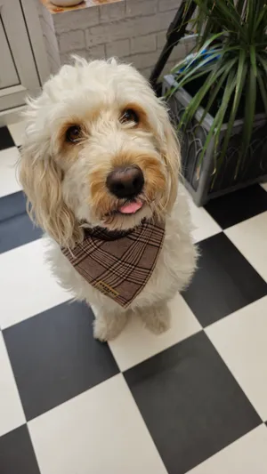 Pup Plaid Bandana