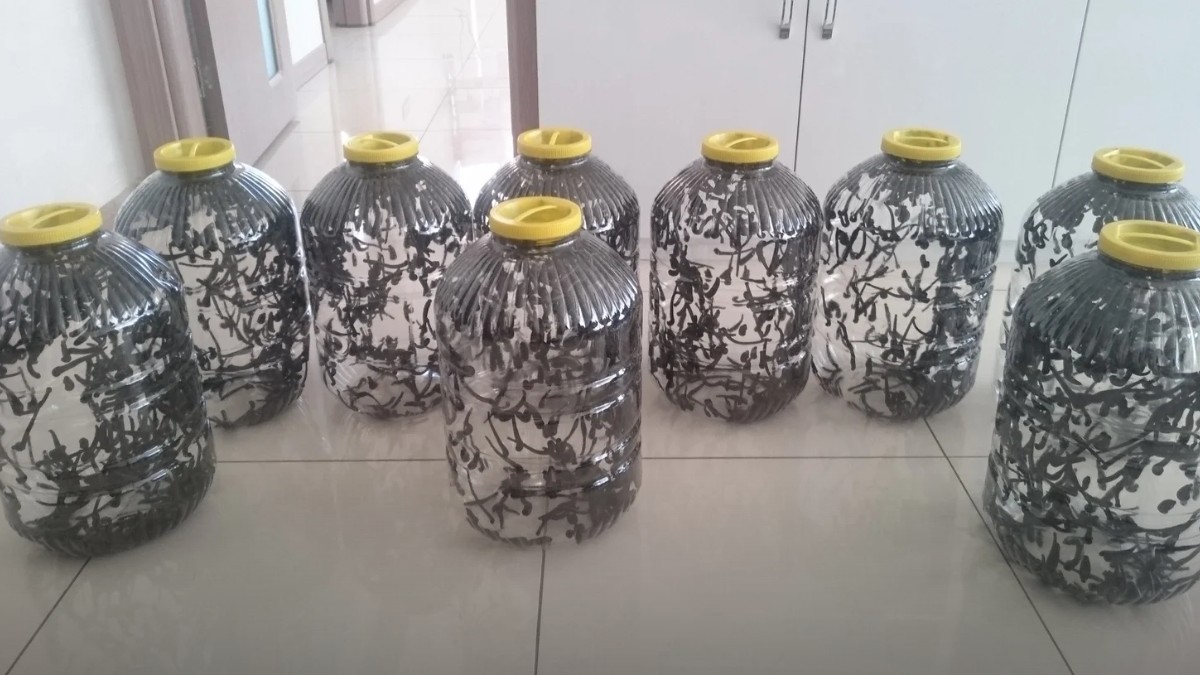 Kaçak Tıbbi Sülük Operasyonu: 90 Bin Canlı, İstanbul Havalimanı'nda Ele Geçirildi - İstanbul Havalimanı (İGA) Haberi