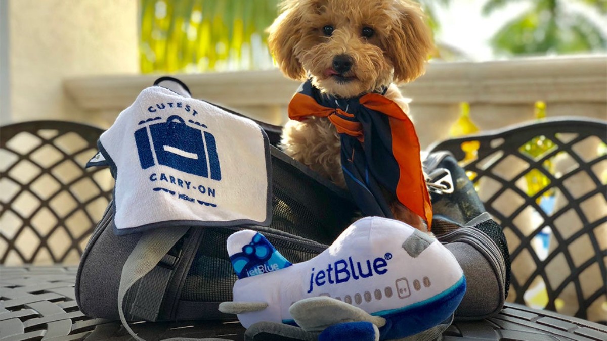 Uçuşa Yasaklanan Köpek 'Jet Blue' Yeni Yuvasını Havalimanında Buldu - Seyahat ve Yaşam Haberi