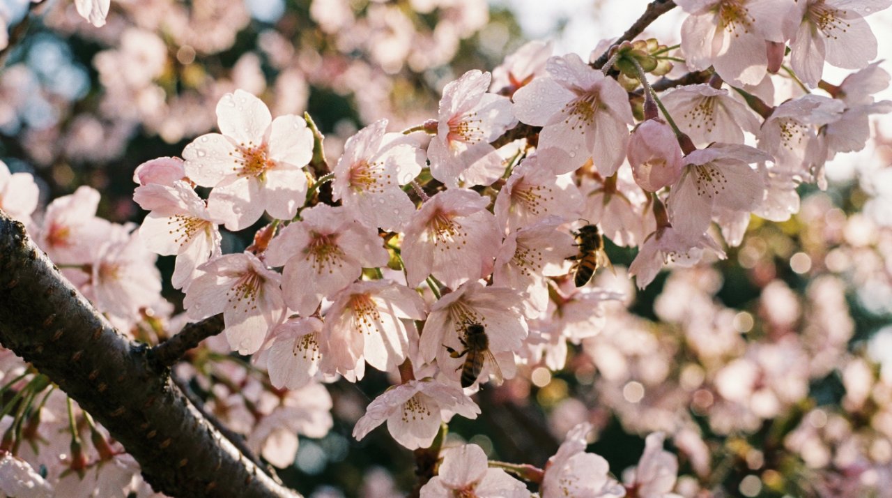春のあたたかい桜