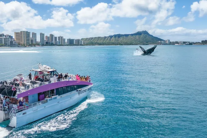 Pink Sails Catamaran Whale Watching