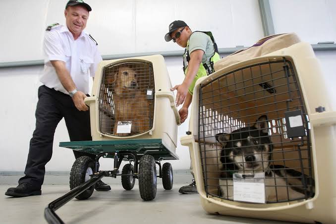 Pets safely resting in airline-approved travel crates