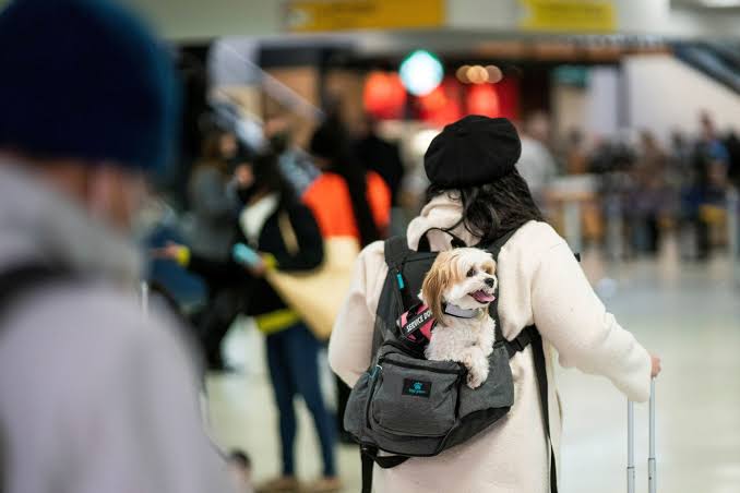 Pet owner carrying a small happy dog through an airport terminal