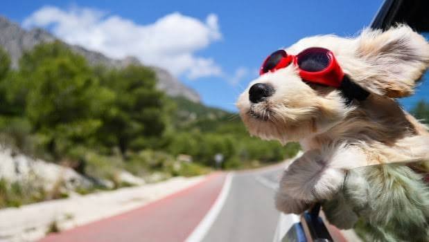Dog wearing protective flight goggles enjoying a road trip voyage