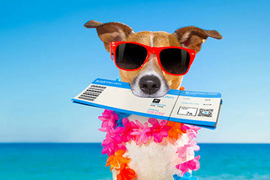 Dog wearing cool sunglasses holding airline boarding tickets ready for travel