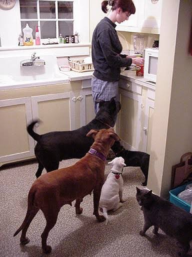 Group of diverse pets resting together waiting for their travel trip