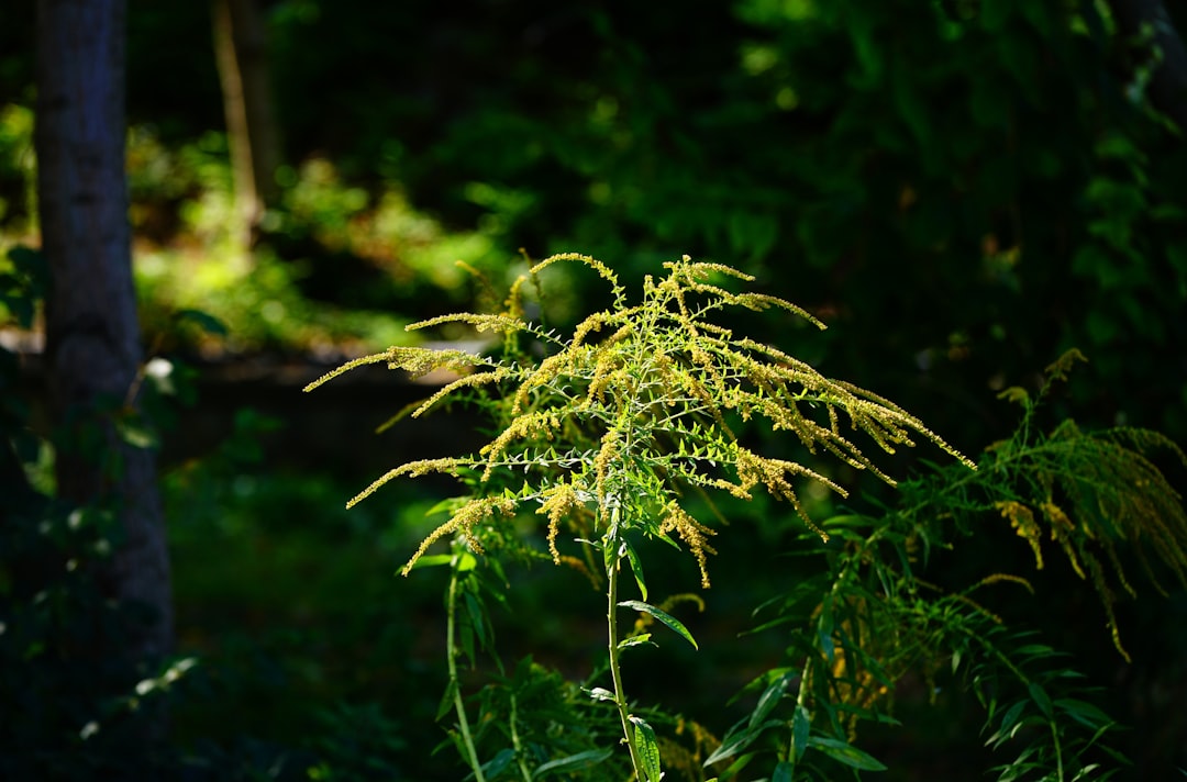 Ashwagandha - królowa ziół ajurwedyjskich