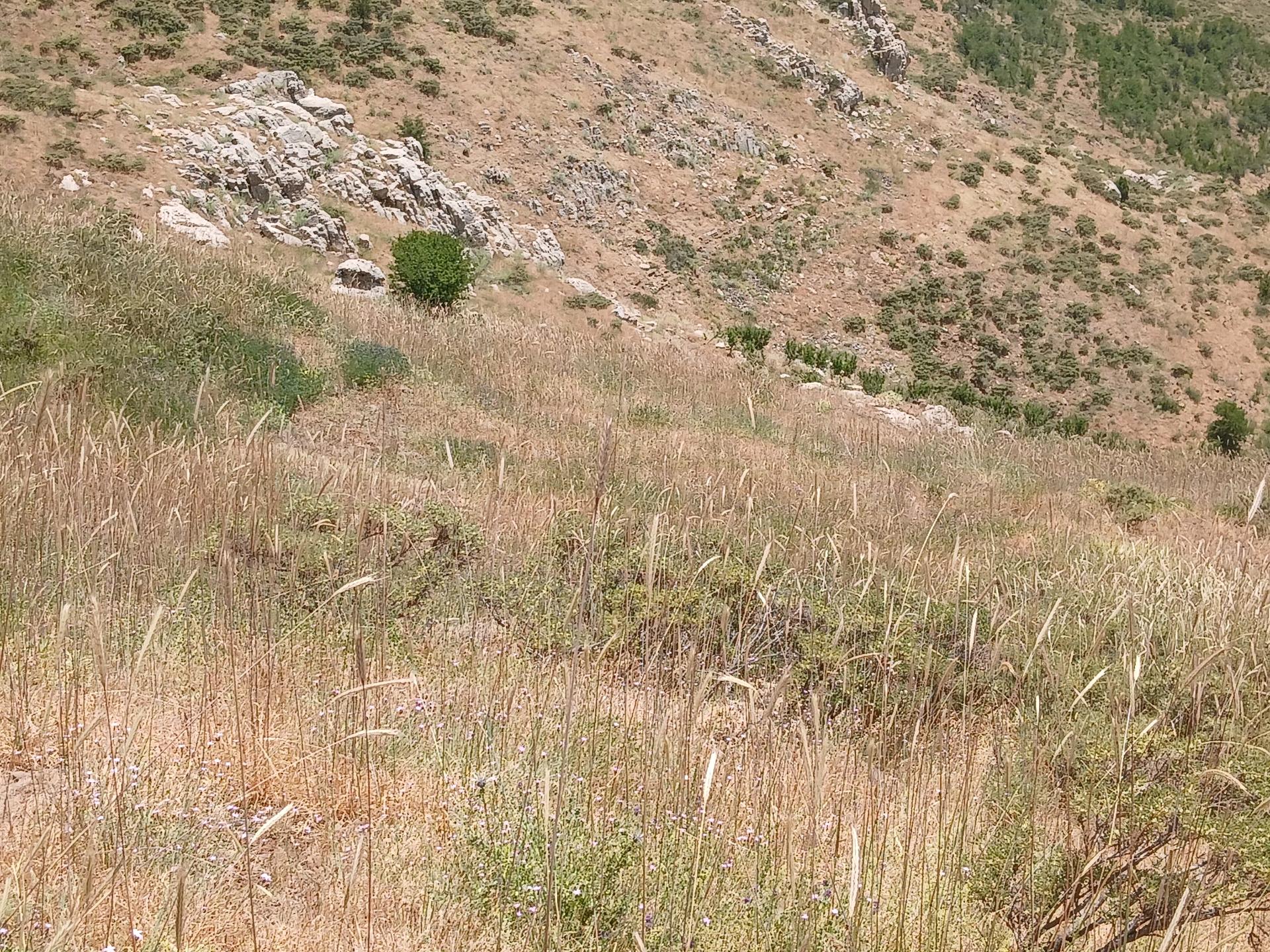 Land