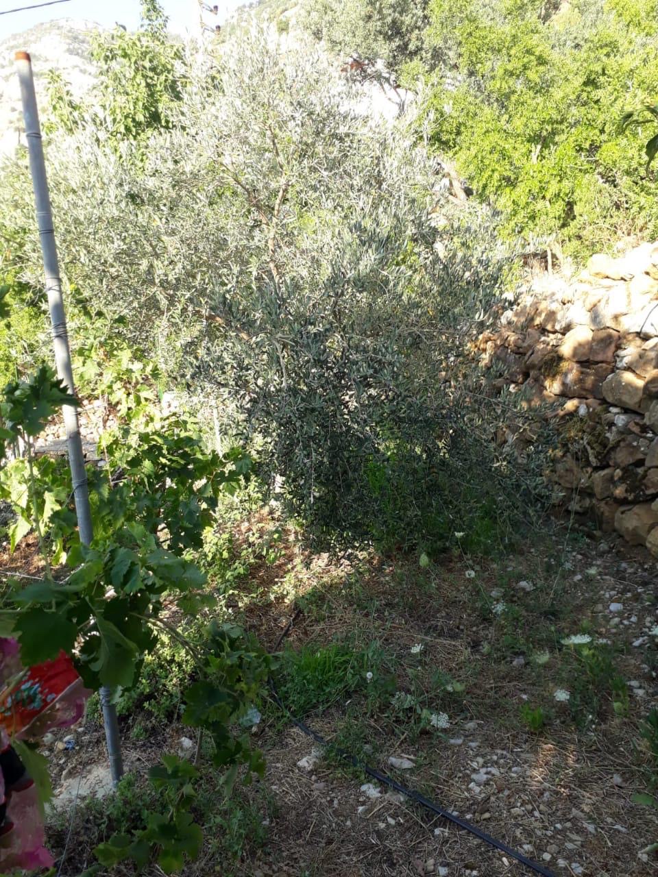 Land