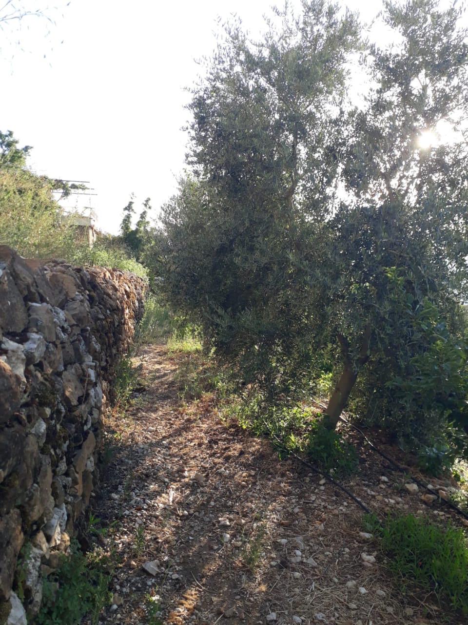 Land