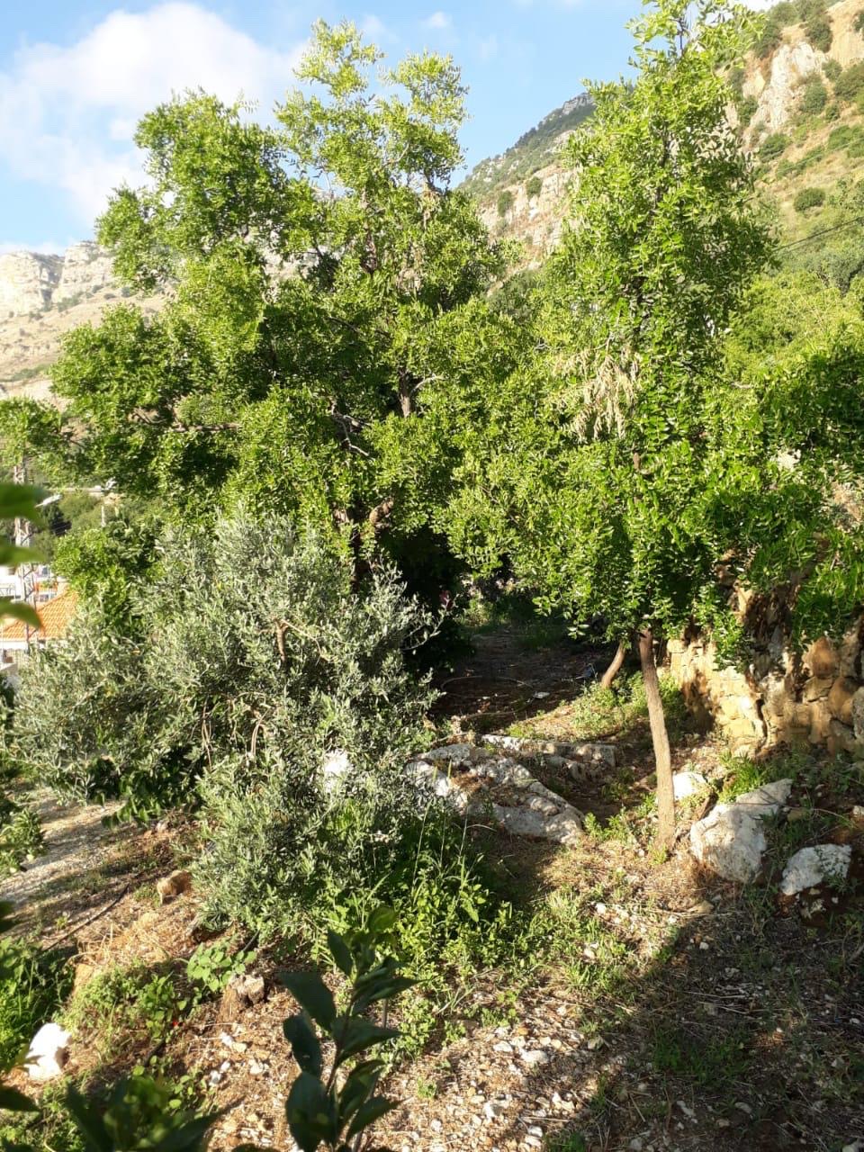 Land