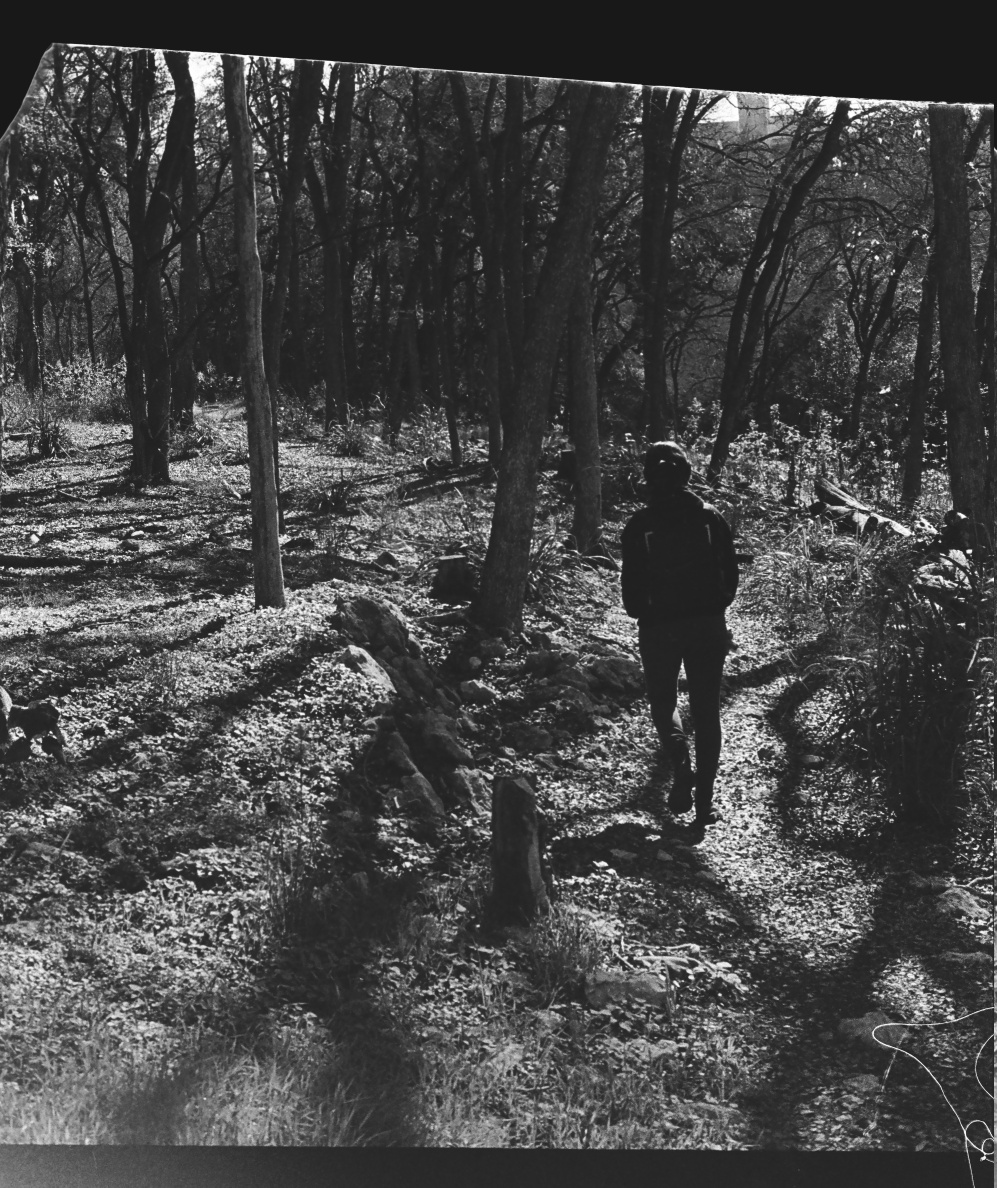 person walking alone surrounded by trees