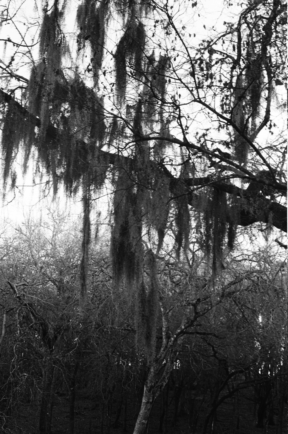 swampy tree