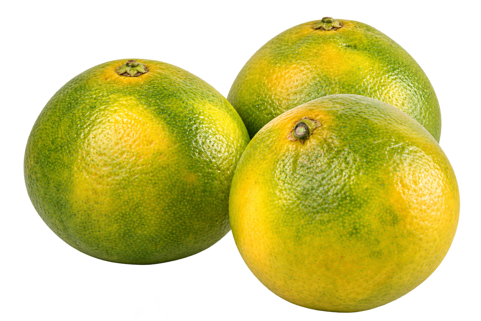 Mandalina Kg