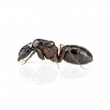 Camponotus ligniperda