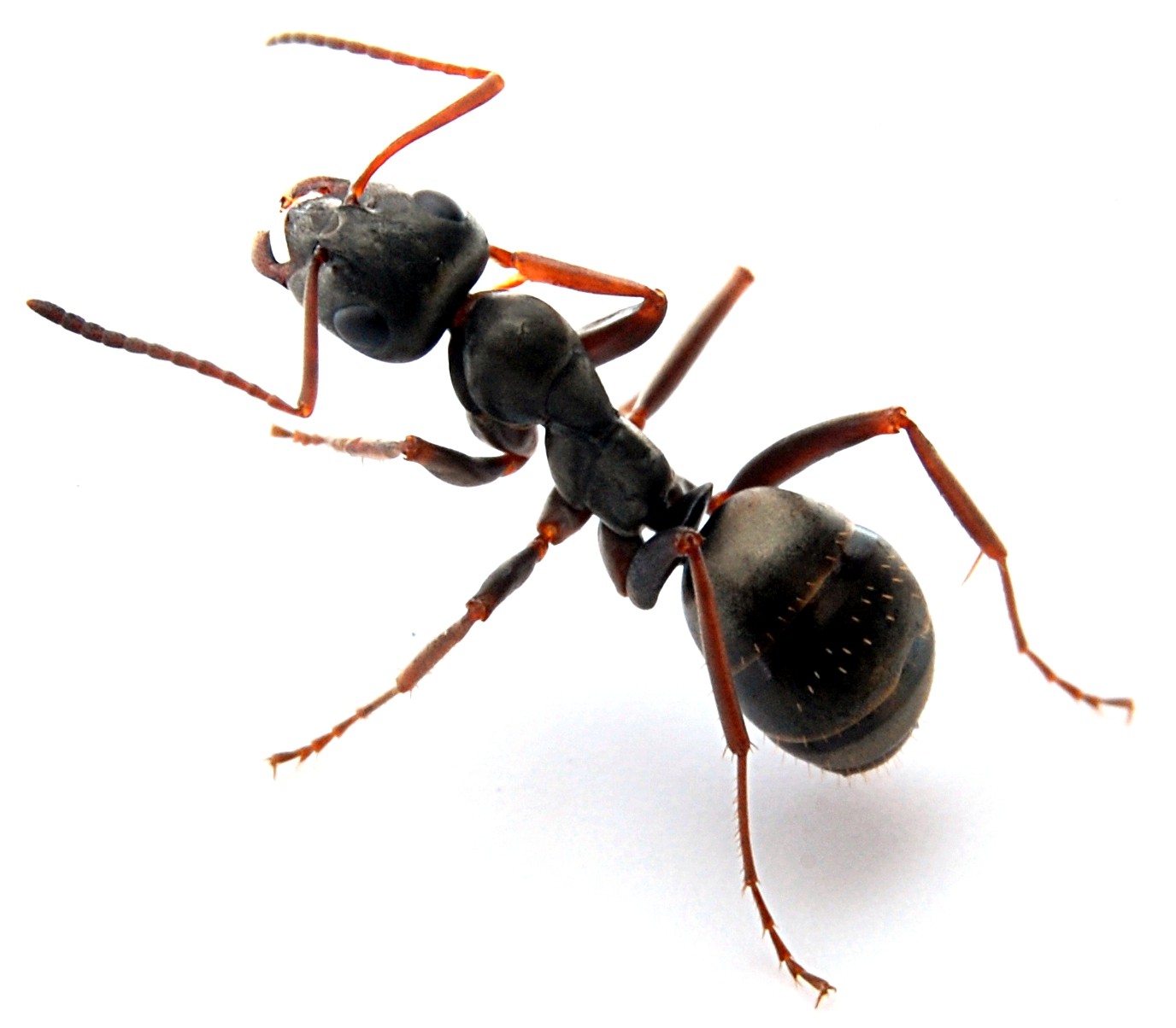 Formica fusca