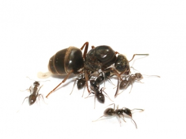 Lasius niger