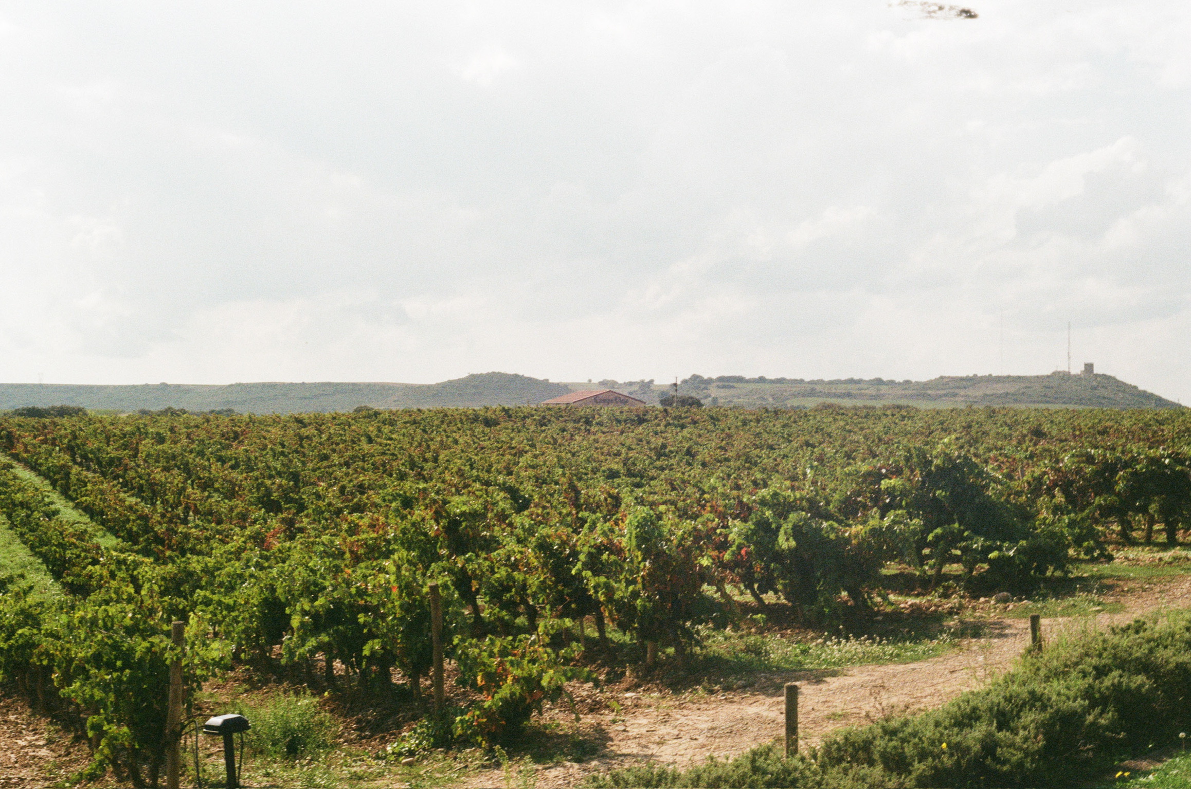 vino
