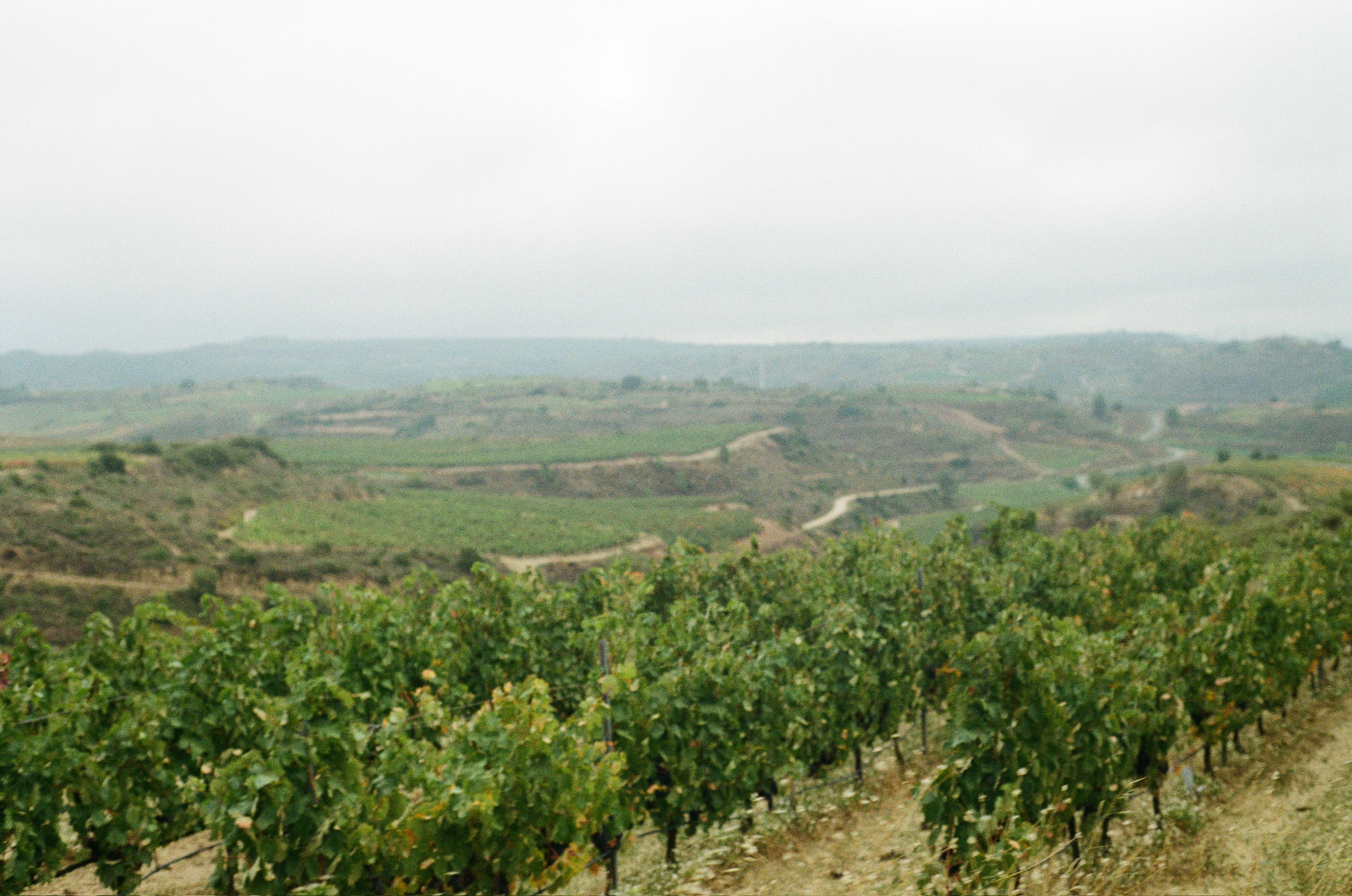 vino