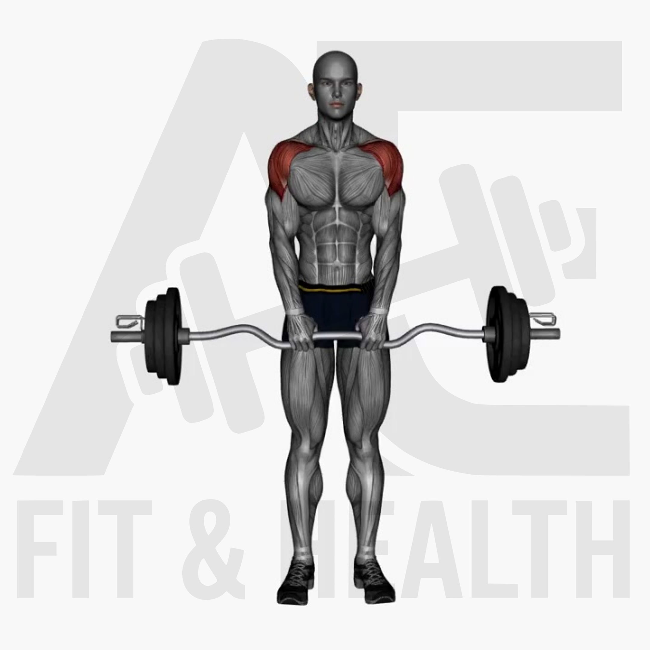 Rudern aufrecht mit SZ Hantel