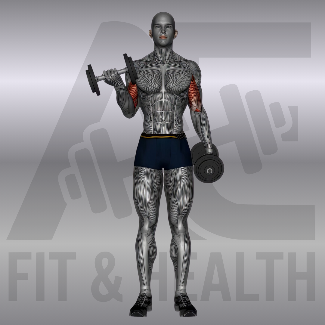 Übung Alternierende Kurzhantel Curls stehend - Standing Alternating Dumbbell Curls - Bizepstraining mit Kurzhanteln als Freihantel-Training im Fitnessstudio.