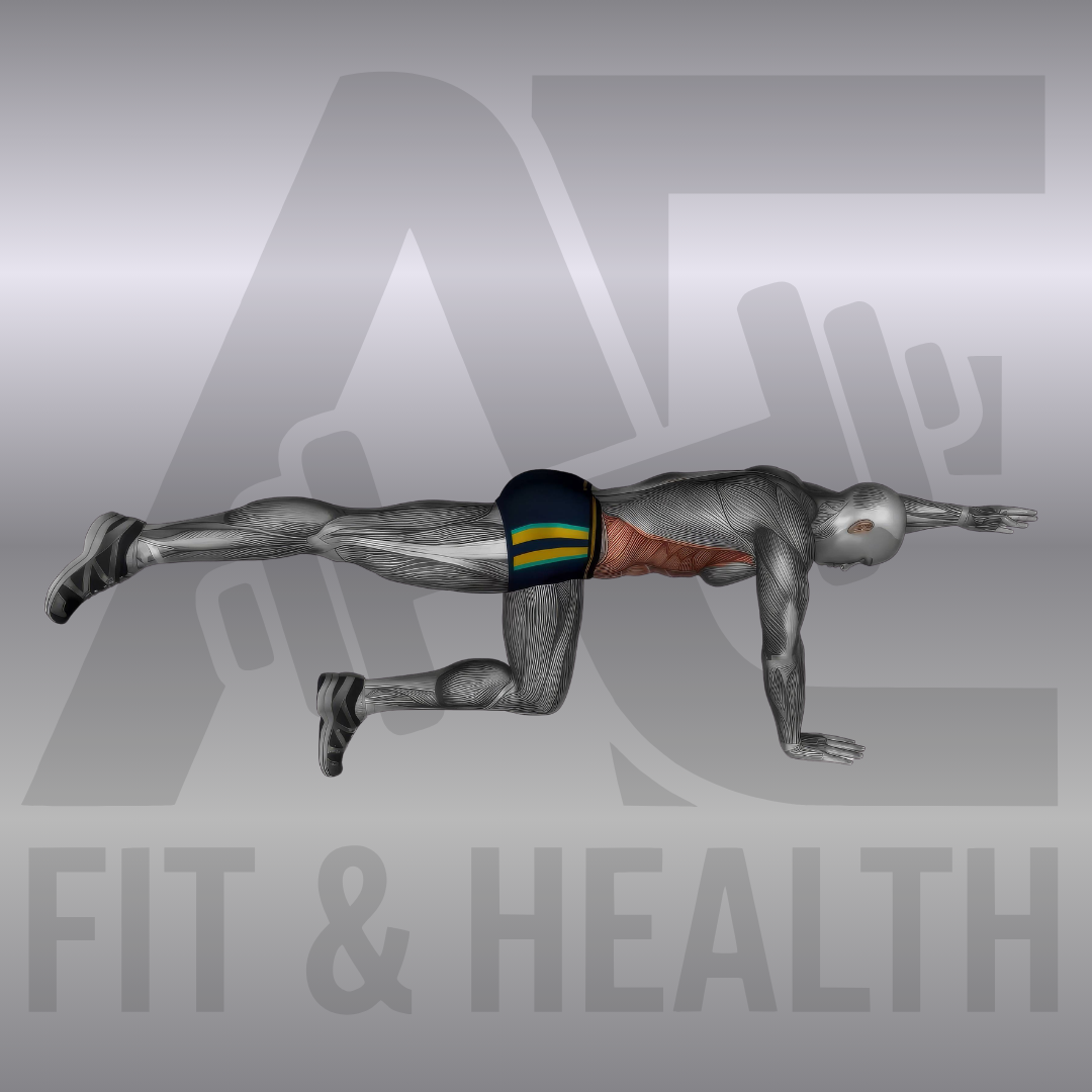 Birddog (Bird Dog) – Person im Vierfüßlerstand auf einer Matte im Fitnessstudio oder Zuhause, die diagonal den linken Arm nach vorne und das rechte Bein nach hinten ausstreckt.